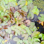 Lekno (Nymphaea) ´FABIOLA´ - ⌀ 5-10 cm, kont. P11